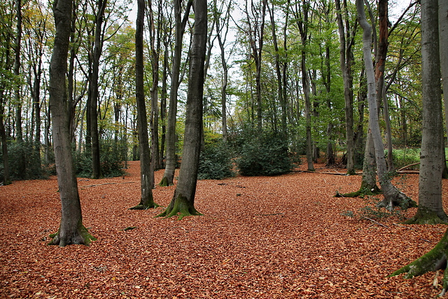 Im Wald am Nockenberg (Sprockhövel) / 6.11.2022