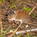 Vole