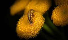 Die Larve einer Florfliegen (Chrysoperla carnea) :))  The larva of a lacewing (Chrysopidae) :))  La larve d'une chrysope (Chrysopidae) :))