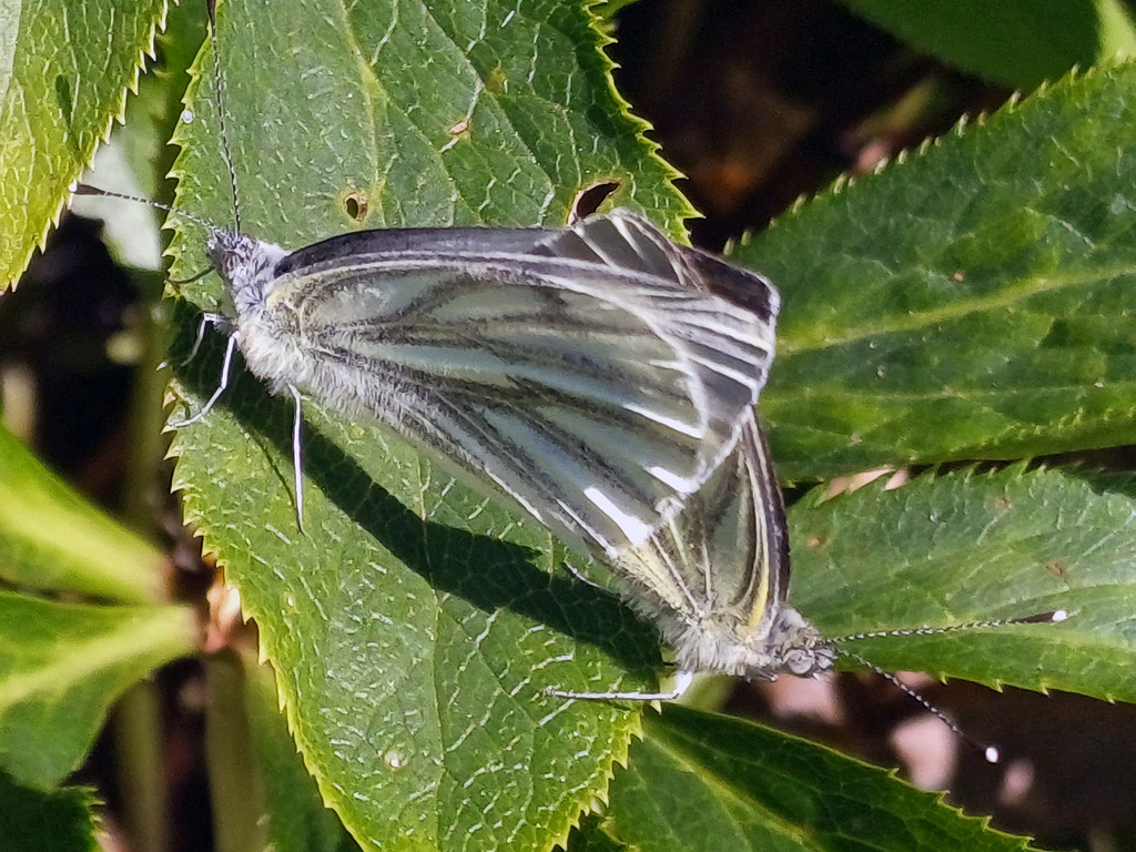 Mating butterflies