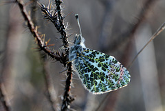 Sara's Orange Tip