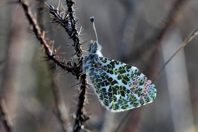 Sara's Orange Tip