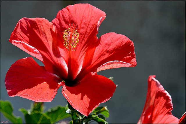 Fier Hibiscus 2015