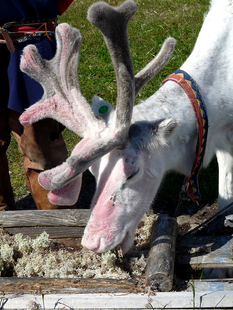 Feeding Time for the Reindeer