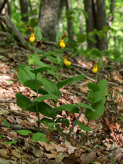 Cypripedium parviflorum var. parviflorum (Small Yellow Lady's-slipper orchid)