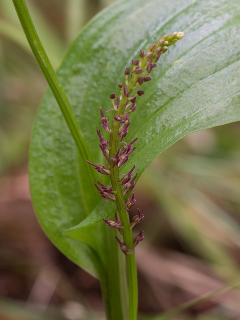 Malaxis porphyrea (Purple Malaxis orchid)