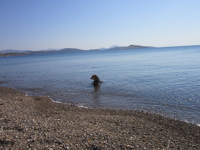 Doggie was hot so sat in the water for a while