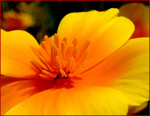 Eschscholzia au coeur !