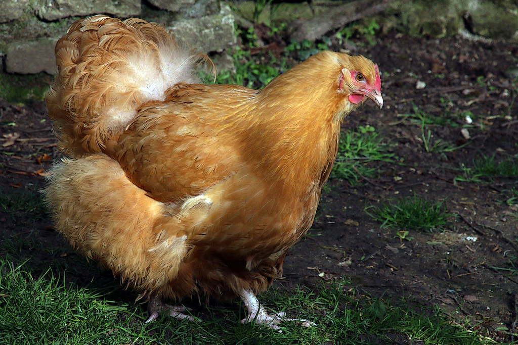 Maintenant une belle poulette à son papa !