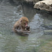 Japan, Jigokudani Yaen-Kōen Snow Monkey Park, Japanese Macaque Takes a Hot Spring Bath