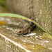 Common lizard.