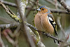 Chaffinch