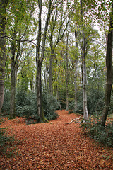 Im Wald am Nockenberg (Sprockhövel) / 6.11.2022