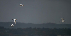 Cattle egrets Cattle egrets