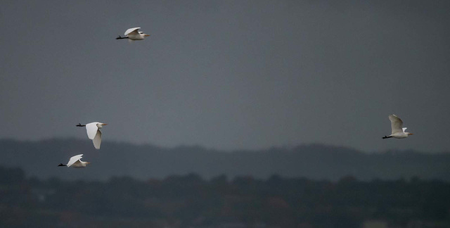 Cattle egrets