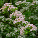 Pink Blush May Blossom