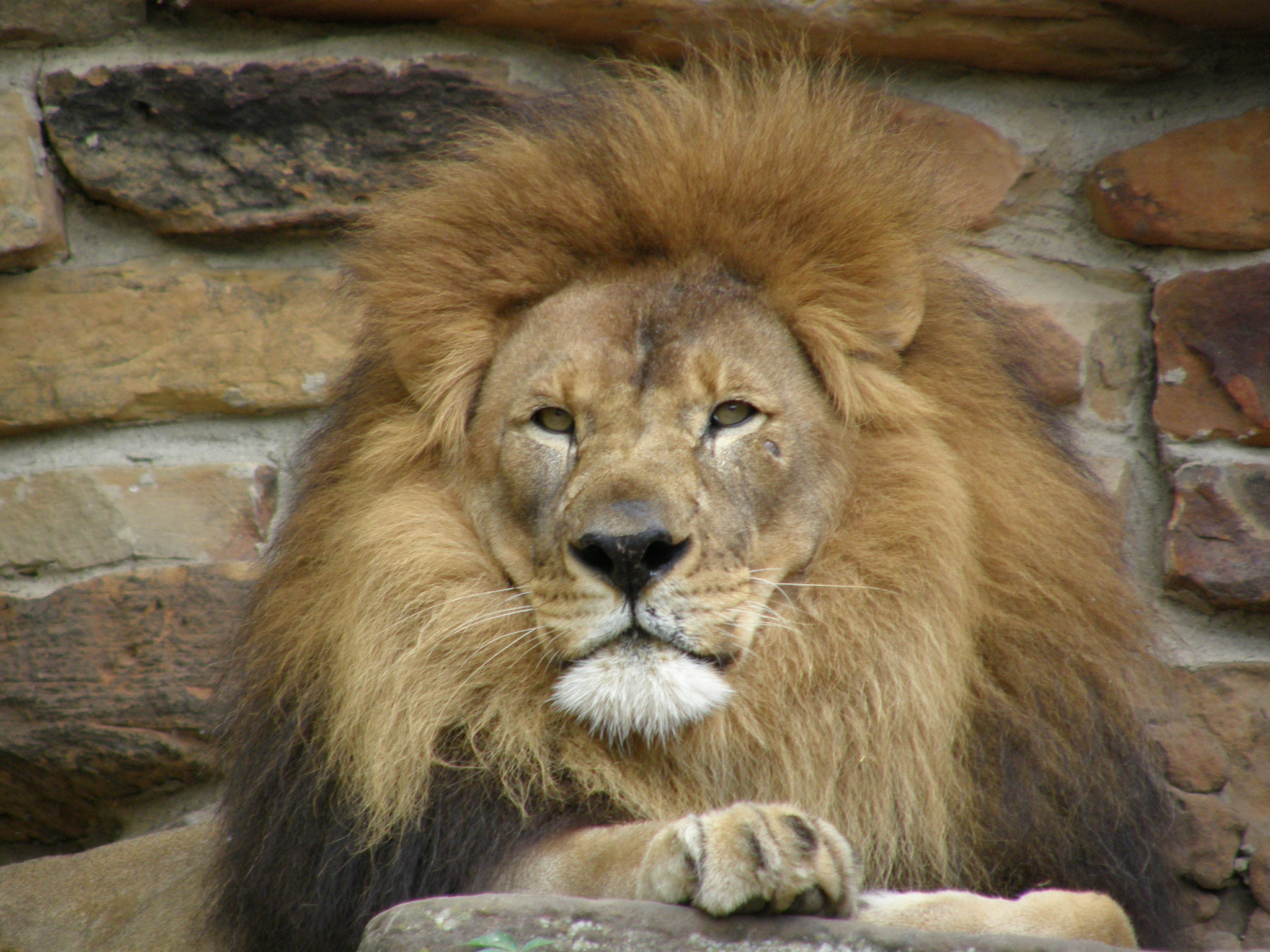 Lion at Fort Worth Zoo