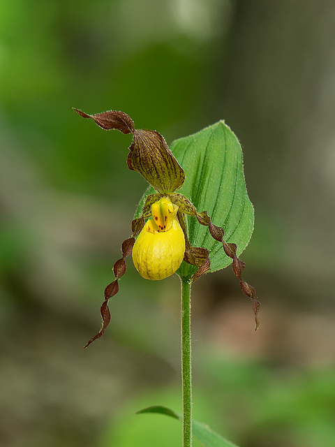 Cypripedium parviflorum var. parviflorum (Small Yellow Lady's-slipper orchid)