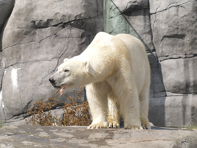 Polar bear eating