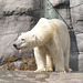 Polar bear eating