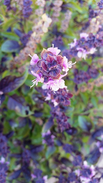 Purple basil flowering