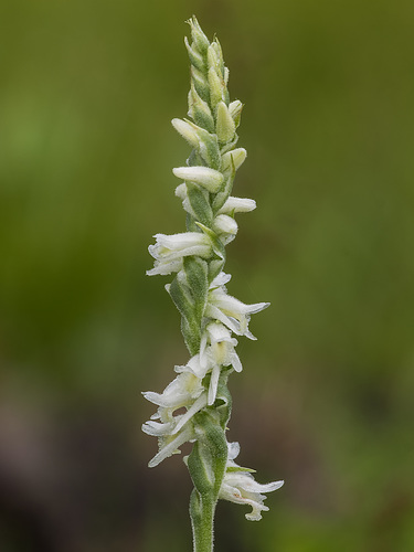 Spiranthes vernalis (Spring Ladies'-tresses orchid)