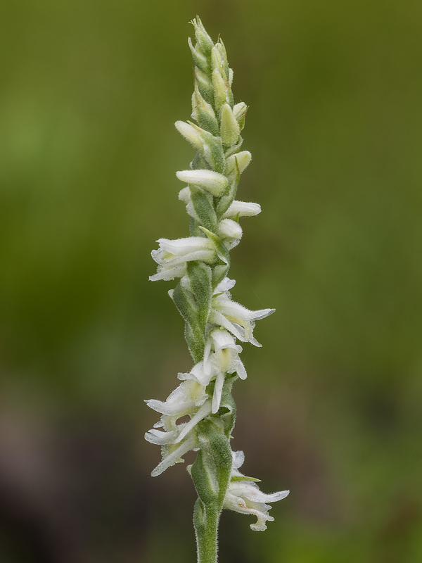 Spiranthes vernalis (Spring Ladies'-tresses orchid)