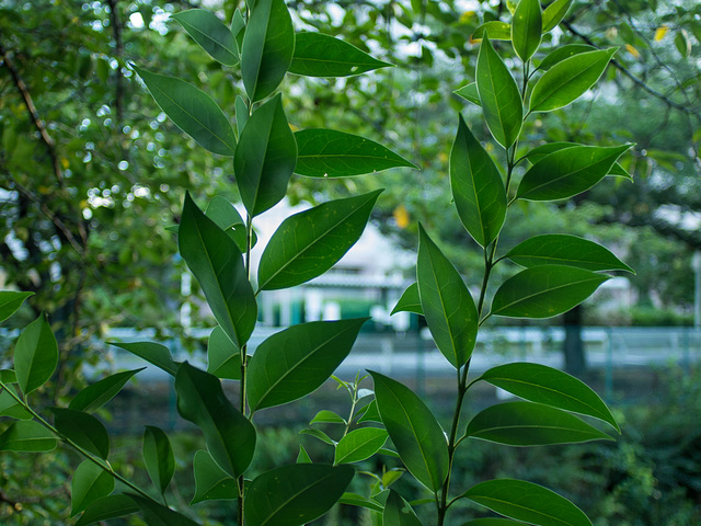 Leaves