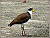 Spur-winged Plover.