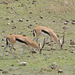 Ngorongoro, Two Tompson's Gazelles
