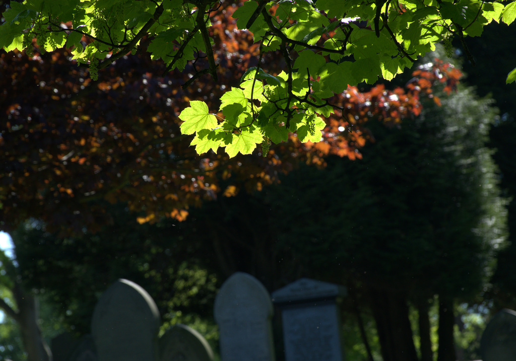 Sunny Cemetery