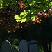 Sunny Cemetery