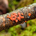 Red Tree Brain fungus