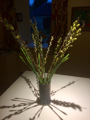 First of this year’s daffodils from the garden with willow catkins