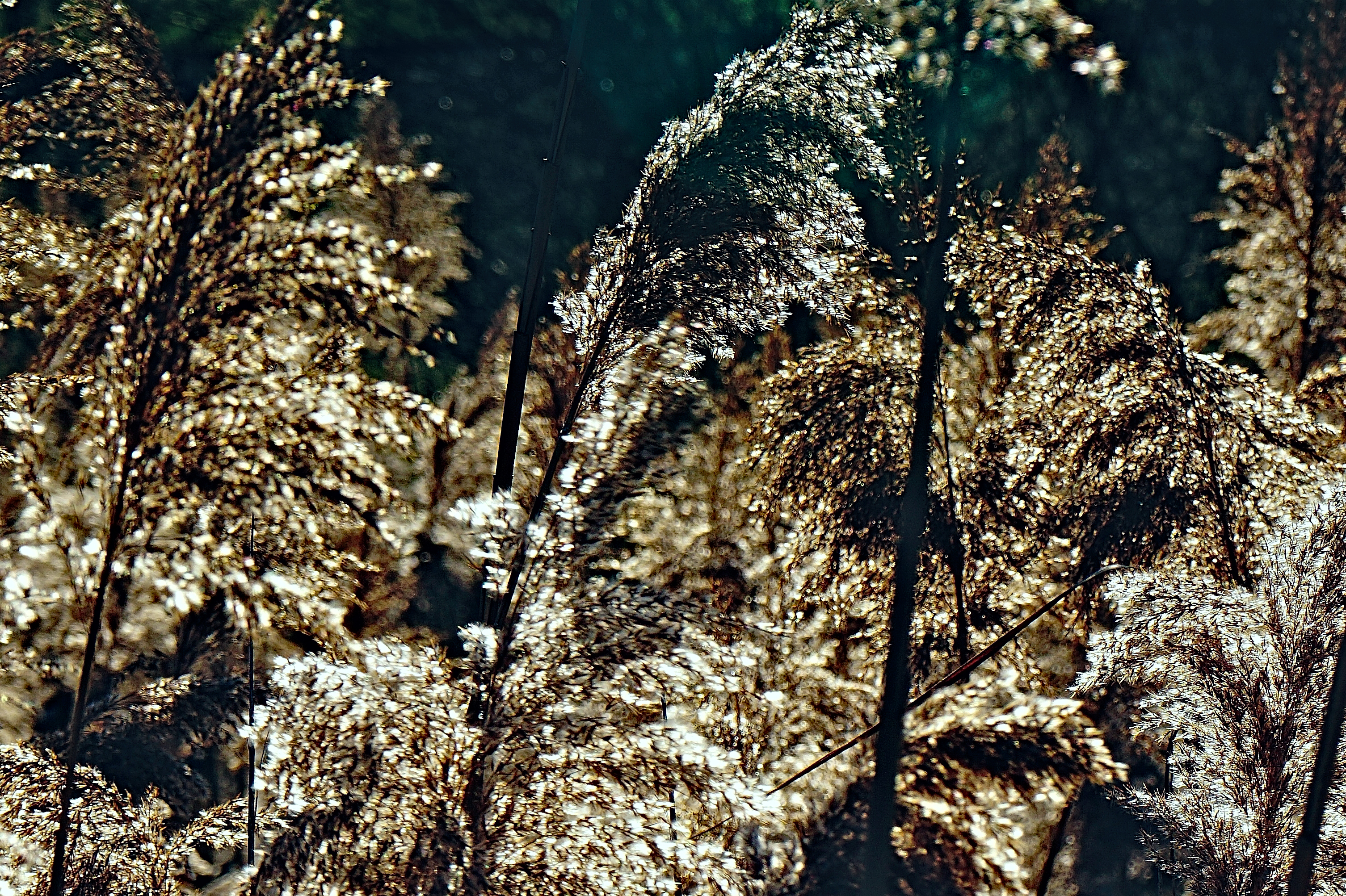 Schilf im Gegenlicht - Reed in backlight