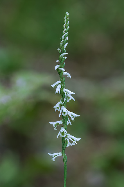 Spiranthes lacera var. gracilis (Northern Slender Ladies'-tresses orchid)