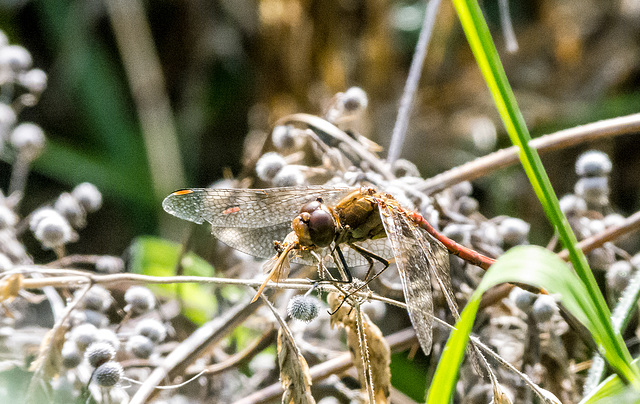 Dragon fly eating its prey