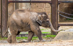 Baby elephant.