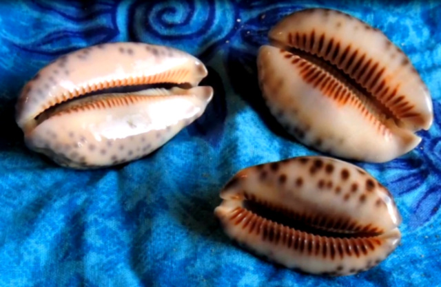 Coquillages Tahiti