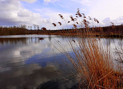 juste avant le confinement , un des nombreux etangs de la forêt de compiègne ..