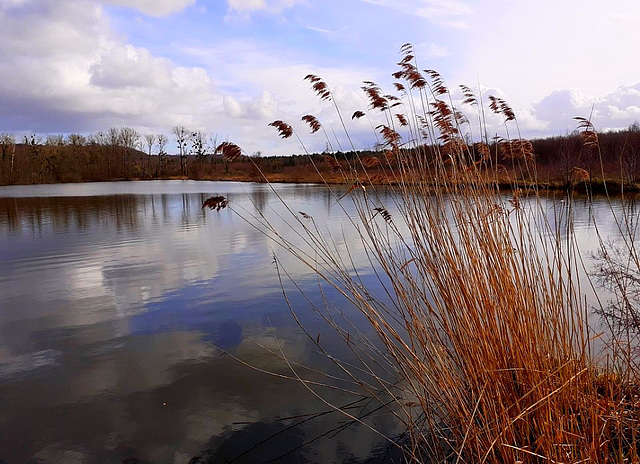 juste avant le confinement , un des nombreux etangs de la forêt de compiègne ..