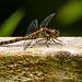 Common darter