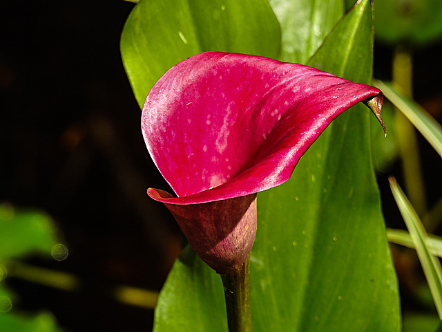 20200713 9339CPw [D~LIP] Gefleckte Calla (Zantedeschia albomaculata), Bad Salzuflen