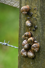 A fence with snails!