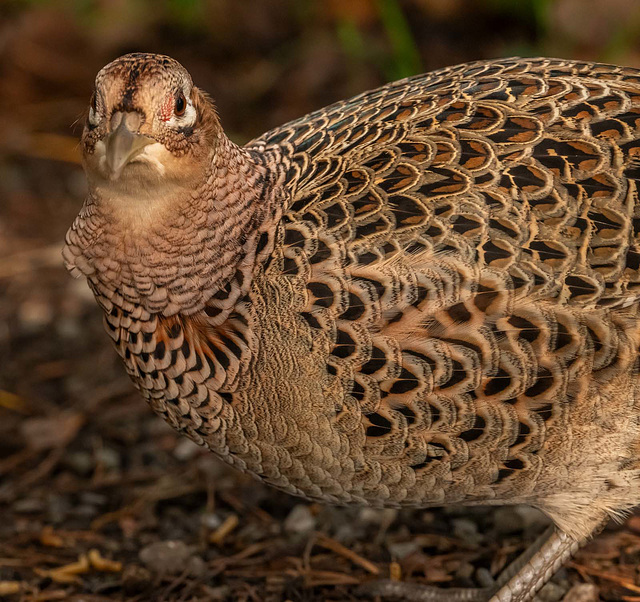 Pheasant