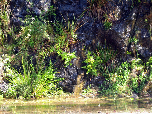 Végétation corse - 2014