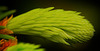 Die Triebspitzen der Fichten (Picea) :)) The shoot tips of spruce trees (Picea) :)) The shoot tips of spruce trees (Picea) :))
