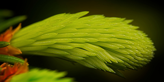 Die Triebspitzen der Fichten (Picea) :)) The shoot tips of spruce trees (Picea) :)) The shoot tips of spruce trees (Picea) :))