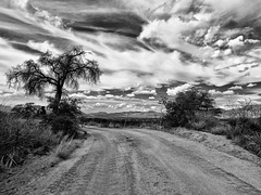 Coronado National Forest