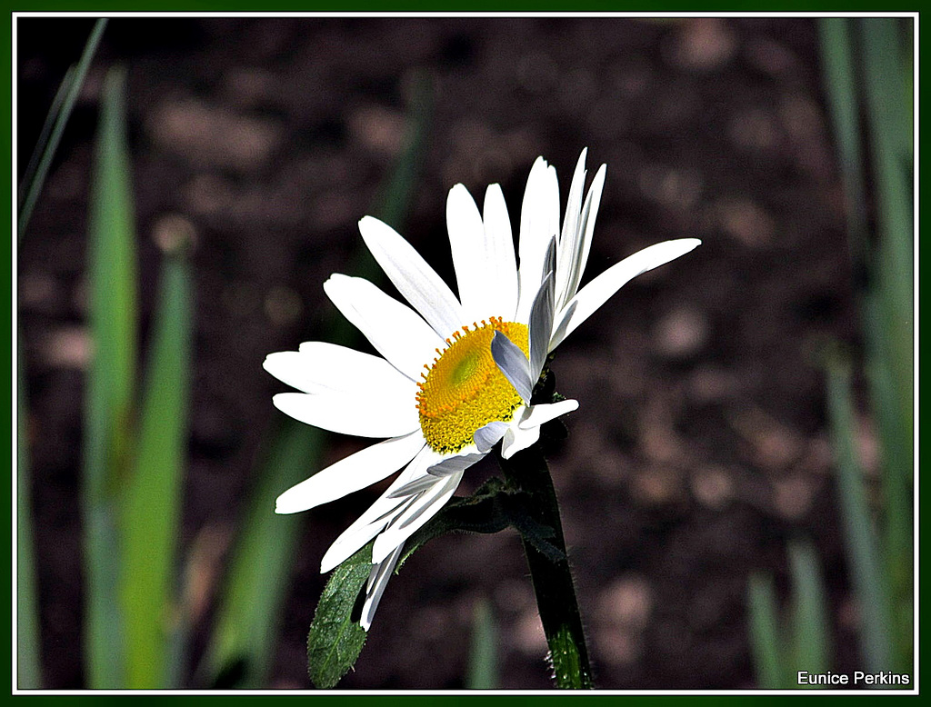 White Daisy